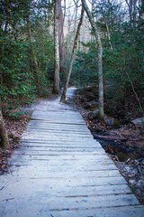 Bridge in the Forest