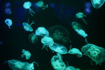 Naklejka na ściany i meble Many jellyfish in the water. Underwater world