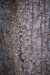Closeup of Tree Bark
