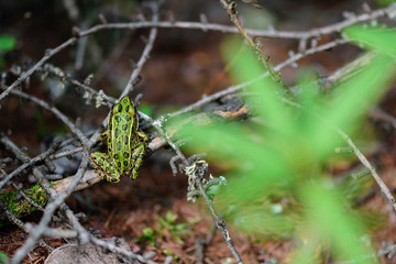 leopard frog