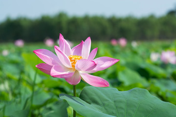 Fototapeta premium beautiful lotus flower in the swamp