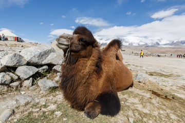 Camel near Lake Karakul (Xinjiang, China)