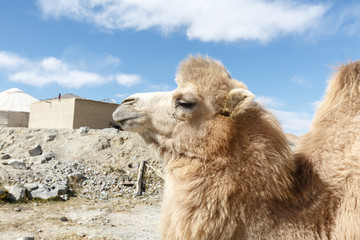 Portrait of a camel (Lake Karakul, Xinjiang, China)