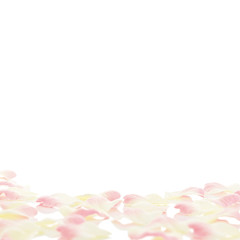 Flower isolated photo white background path