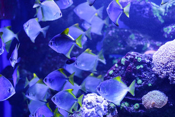 Beautiful colored fish in the water. Underwater world