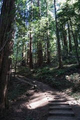 Redwood Wald in Kalifornien | USA