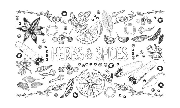 Herbs and spices background. Set of hand drawn spices, herbs, vegetables, fruits and lettering on white background. Horizontal vector illustration.  