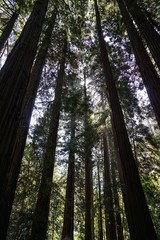 Redwood Wald in Kalifornien | USA