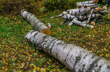 Two birches that fell after the storm are cut into firewood