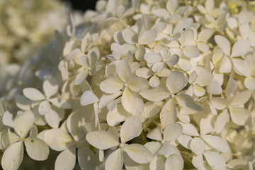 White flowers