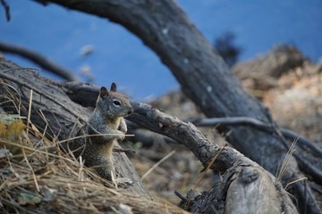 Hörnchen - Nagetiere in Kalifornien