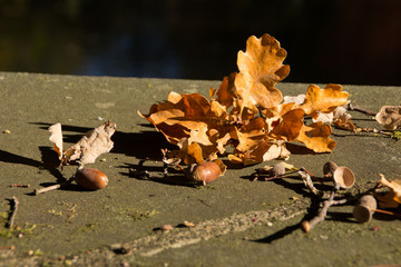 Eicheln auf einer alten Mauer