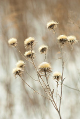 Dry plants at winter