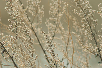 Dry plants at winter