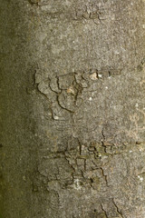Berg-Ahorn (Acer pseudoplatanus) Rinde, Borke,