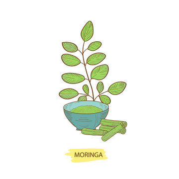 Moringa. A green branch and a bowl of powder. Sketch.