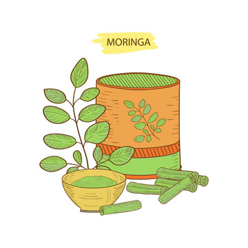 Moringo. Green branch, packing, a bank for storage of products.. Sketch. Colorful drawing. Set