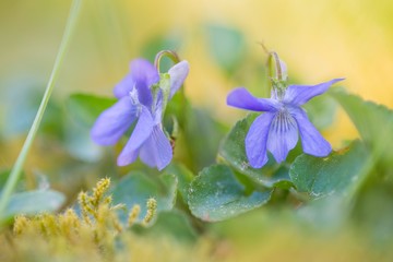 Duftveilchen (Viola odorata), auch Märzveilchen oder Wohlriechendes Veilchen, blüht im Moos,...