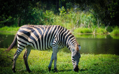 Fototapeta na wymiar Portrait of a zebra with a natural bushy background.