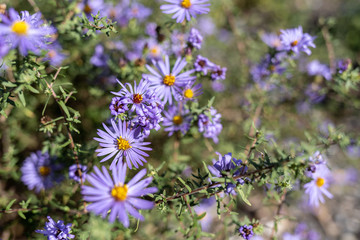 purple flowers in the garden on blurred background