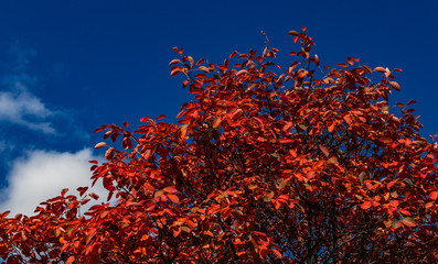Baum mit roten Blättern vor blauem Himmel
