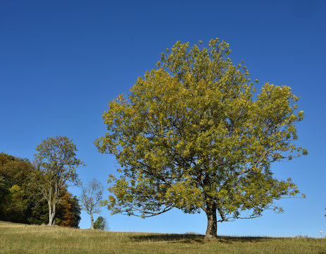 Gemeine Esche (Fraxinus excelsior) im Herbst