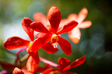 Beautiful red orchid flower in tropical garden with sunlight in morning