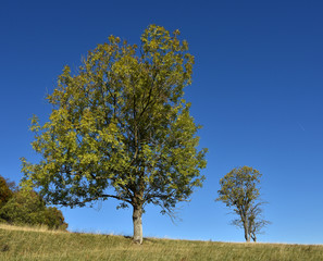 Fototapeta premium Gemeine Esche (Fraxinus excelsior) im Herbst