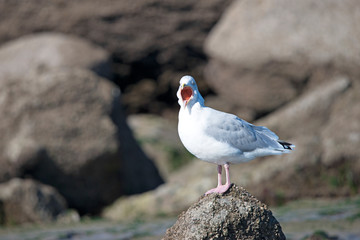 Herring Gull tired and yawning Cap Gris-Nez France.