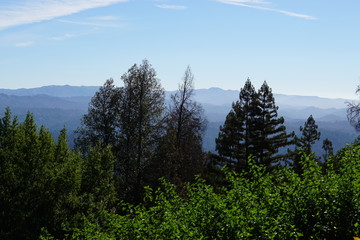 Wald in Kalifornien | Redwood