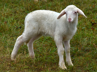 Fototapeta premium Lamm auf Wiese (Ovis aries)