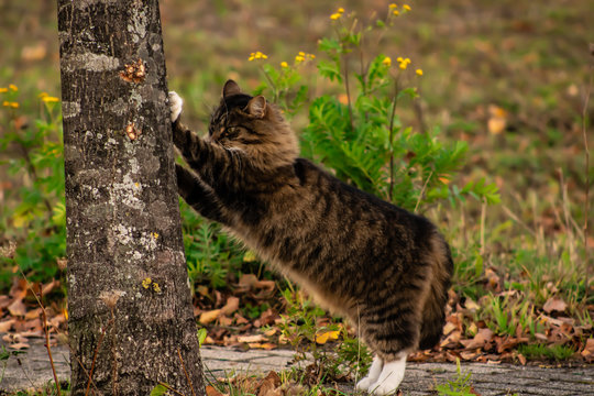 Maincoon scratching a tree