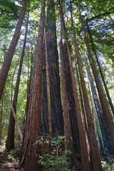 Wald in Kalifornien | Redwood