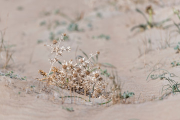 prickly plant growing on sand in desert place,  sunlight effect