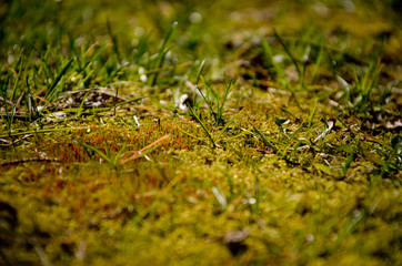 moss