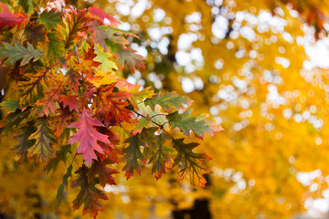 Yellow, red and green oak leaves on tree, autumn background