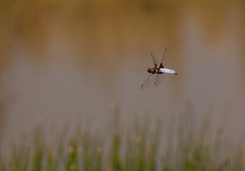 Dragonfly,  Broad Bodied Chaser, flying above a pond