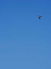 Kolibri im Kalifornien