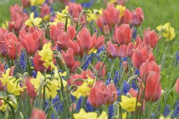 field of tulips - 228878629