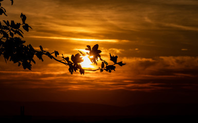 Fototapeta na wymiar Zweig mit Blättern in der Abendsonne