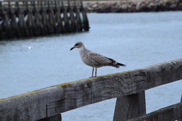seagull on the pier - 228878688