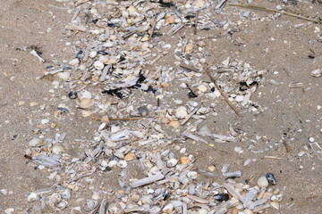 shells on the beach - 228878825