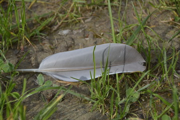 feather on grass - 228878874