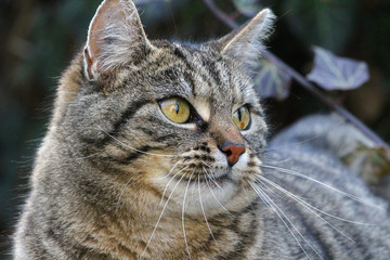 Obraz premium Katze_0331