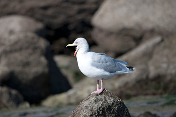 Herring Gull tired and yawning Cap Gris-Nez France.