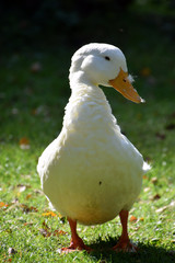 White goose on the grass, domestic bird