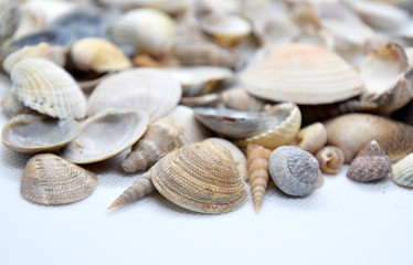 sea shells on a white background