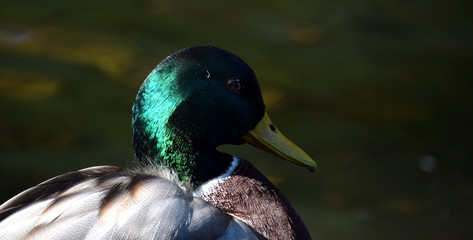 mallard duck portrait on the pond