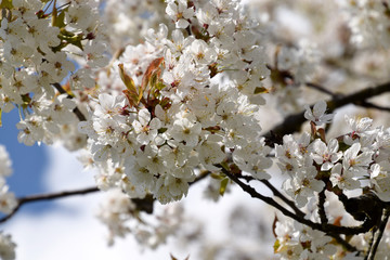 cherry blossom in spring