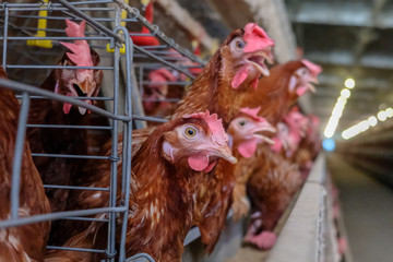 (Blur some of chickens) Multilevel production line conveyor production line of chicken eggs of a poultry farm, Layer Farm housing, Agriculture technological equipment factory. Limited depth of field.